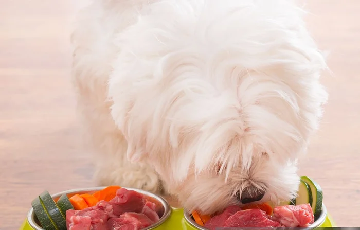 Unleashing Eco-Friendly Raw Dog Food: Two Wholesome Recipes