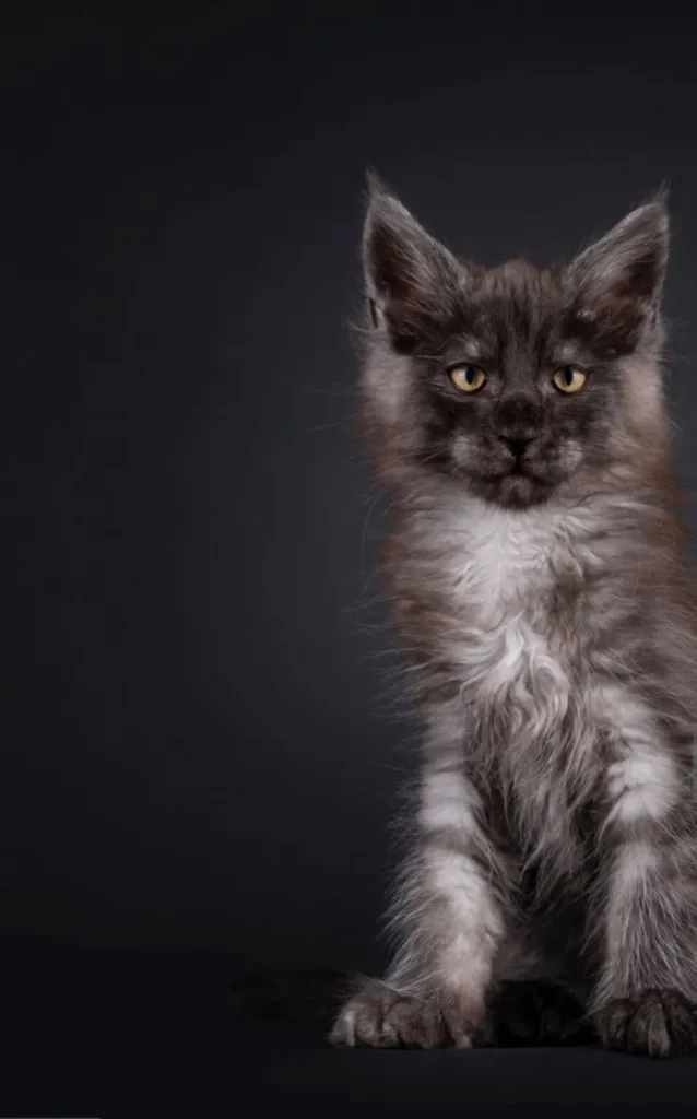 Animal, Beauty, Black Background, Black Color, Close-up