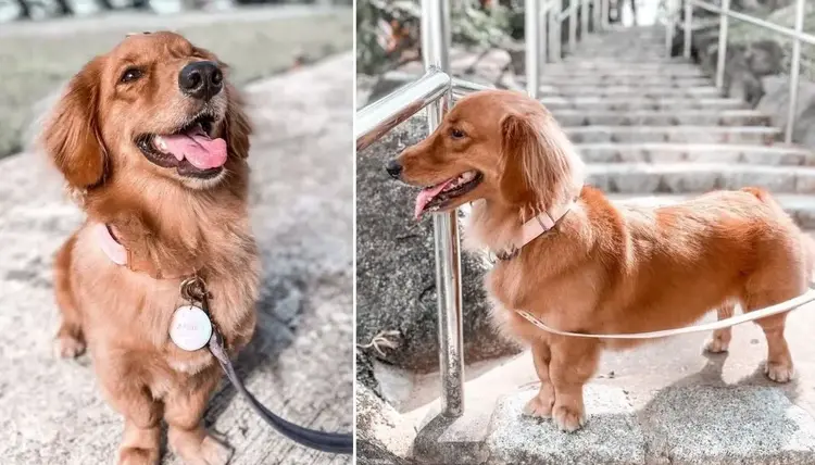 Dog, Street, Golden-Dachshund