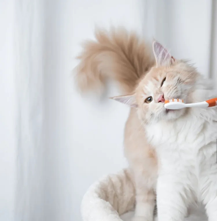 Domestic Cat, Dental Health, Brushing, Animal Teeth, Toothbrush