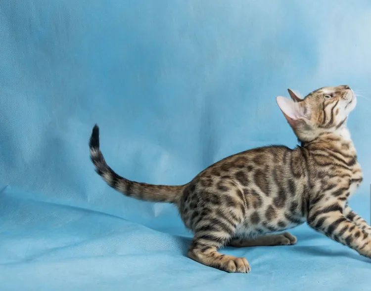 Animal, Animal Body Part, Animal Wildlife, Beauty, Bengal Cat - Purebred Cat