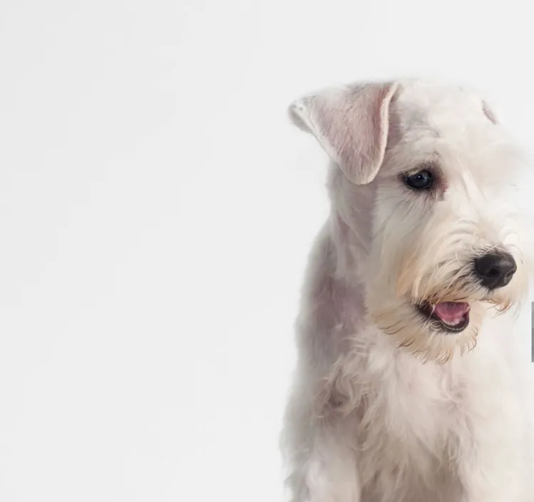 White Color, Dog, Gray Color, Schnauzer, Animal