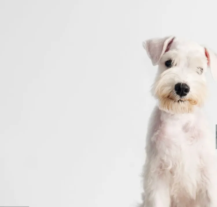 Schnauzer, White Color, White Background, Cut Out, Dog