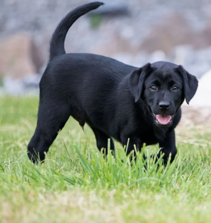 Animal, Color Image, Cute, Dog, Germany