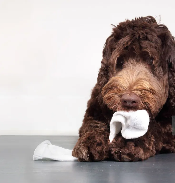 Dog, Sock, Caught In The Act, Eating, Guilty