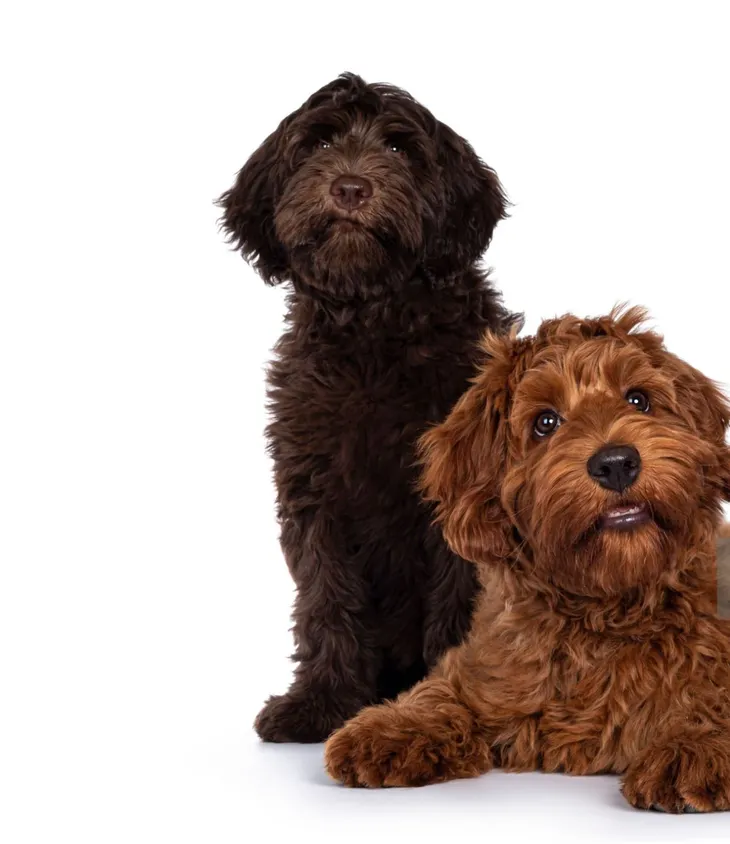 Dog, Two Animals, Two Objects, White Background, Happiness