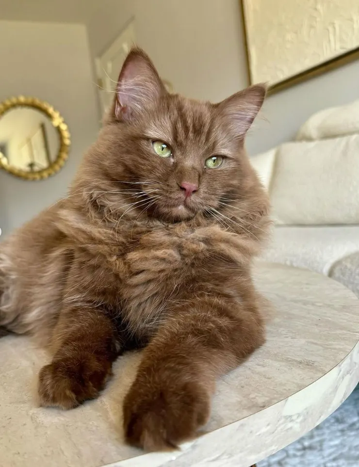 cat, brown, table