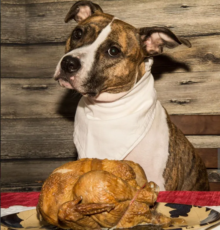 Thanksgiving - Holiday, Dog, Eating, Humor, Pets