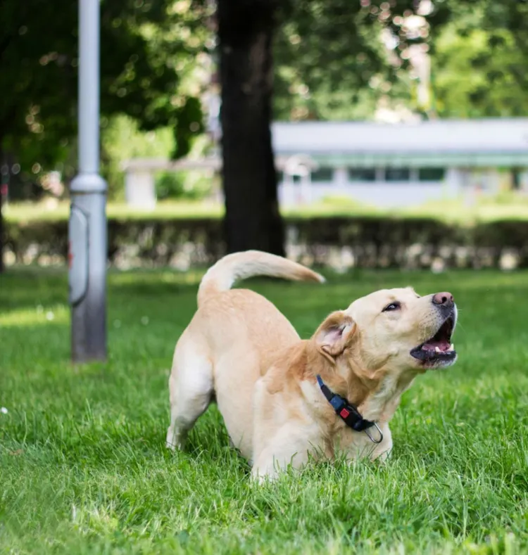 Barking Animal, Dog, Labrador Retriever, Yard - Grounds, Public Park