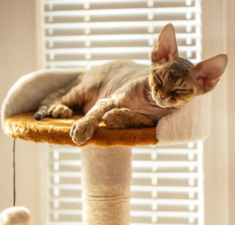 Pet Bed, Domestic Cat, Sleeping, Devon Rex Cat, Scratching Post