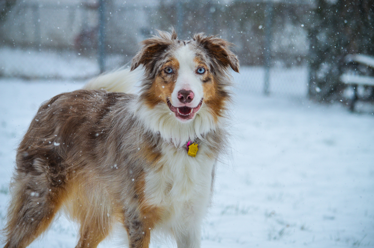 Dog, Snow