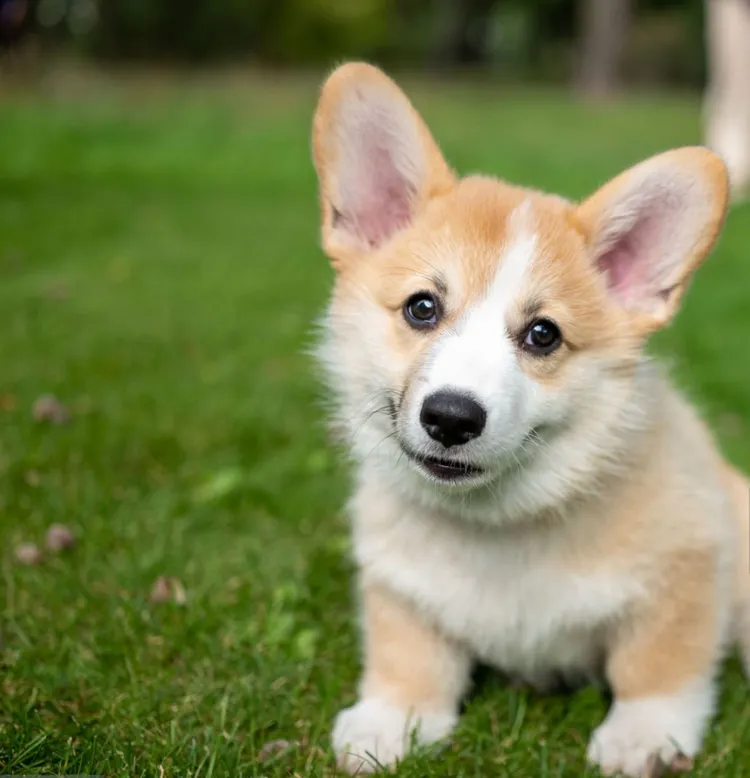 Pembroke Welsh Corgi, Public Park, Animal, Animal Behavior, Animal Themes