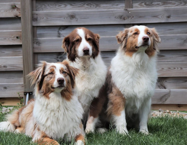 Dogs, Farm