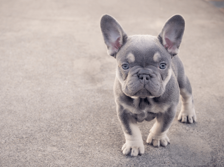 Lilac French Bulldog, Dog