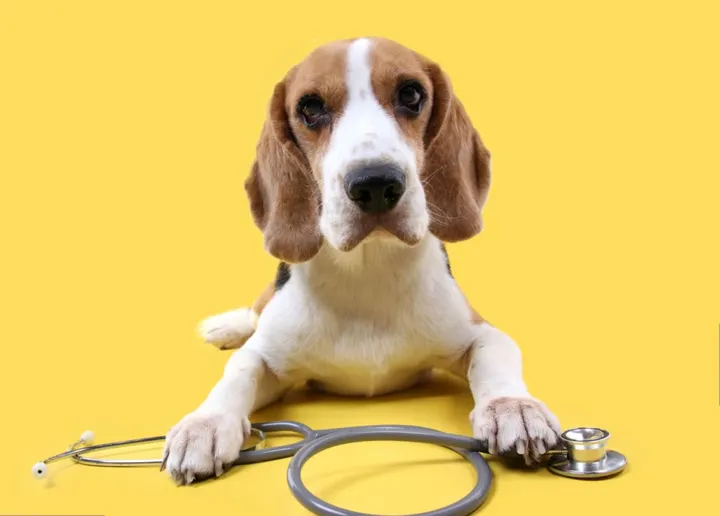 Beagle, Medical Exam, Dog, Stethoscope, Veterinarian