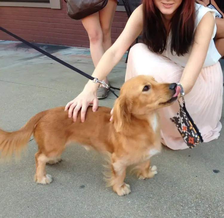 Dog, Girl, Street