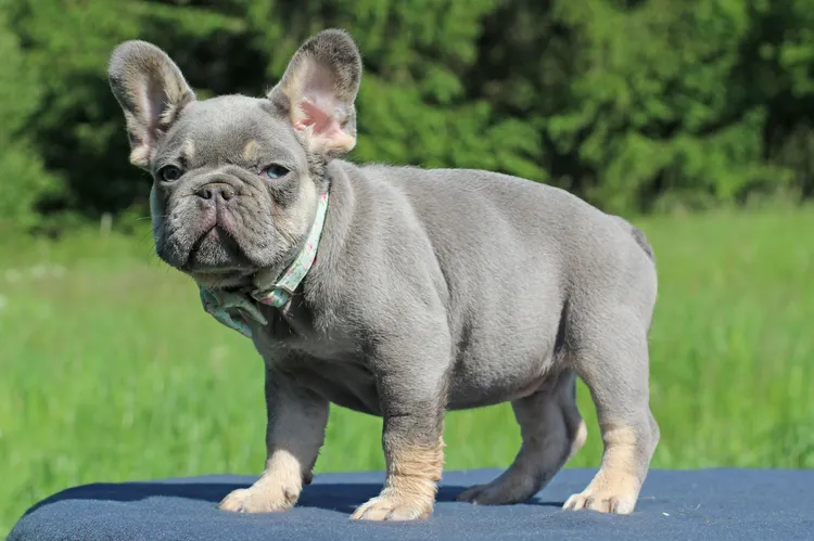 French Bulldog lilac tan