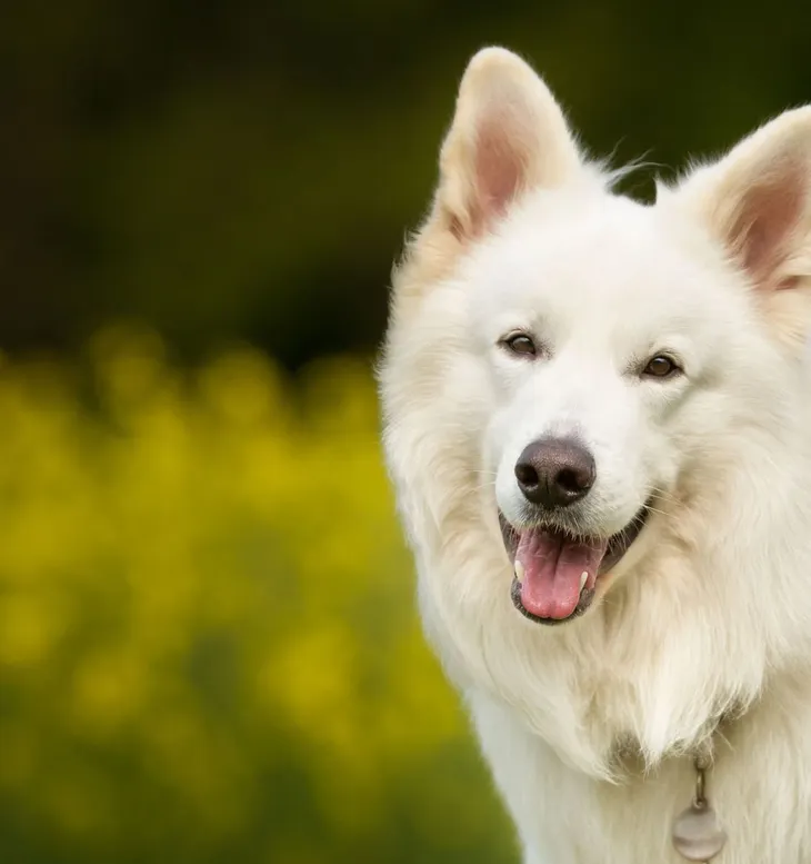 Cheerful, Close-up, Dog, Horizontal, Nature