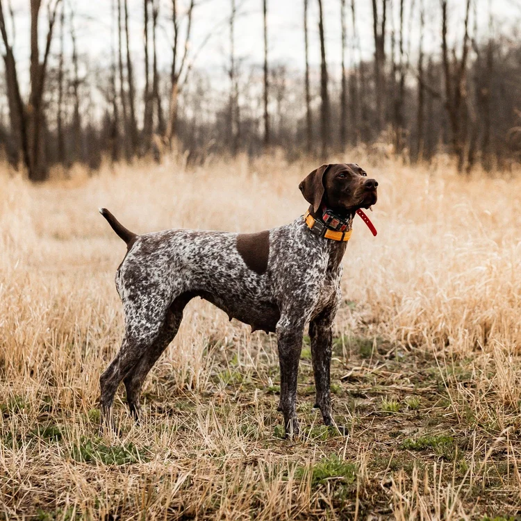 Dog, Forest, Nature