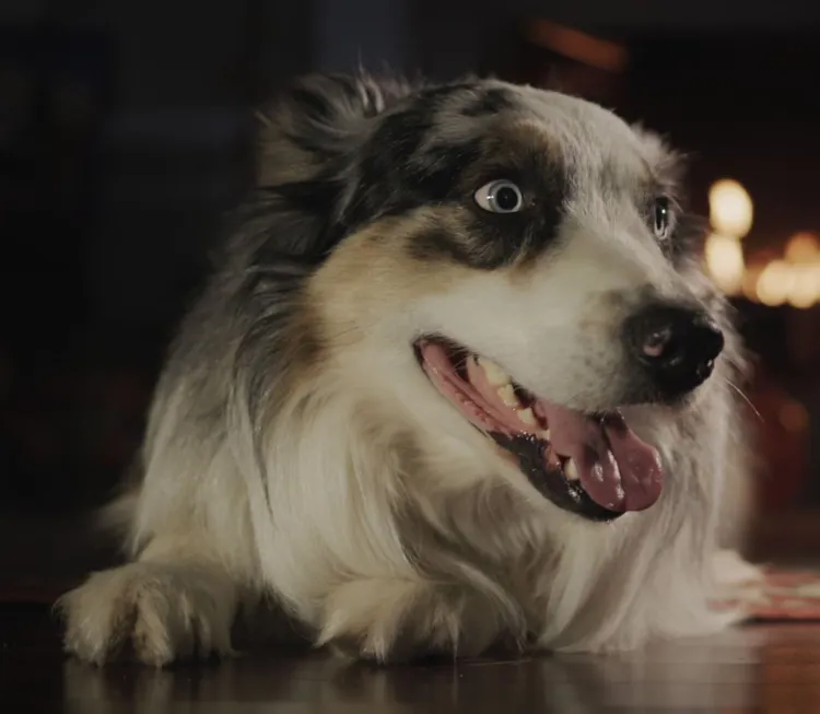 Fire - Natural Phenomenon, Puppy, Dog, Fireplace, Animal