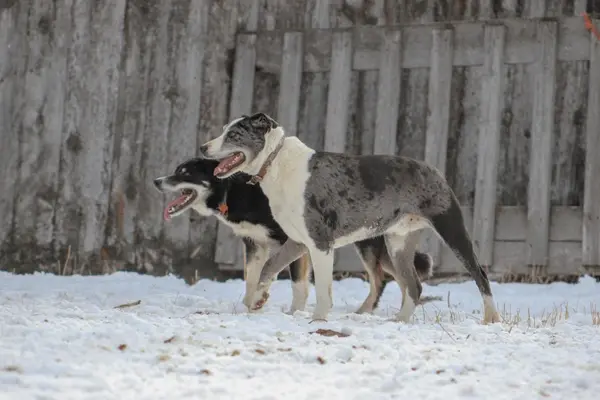 Dog, Two, Snow