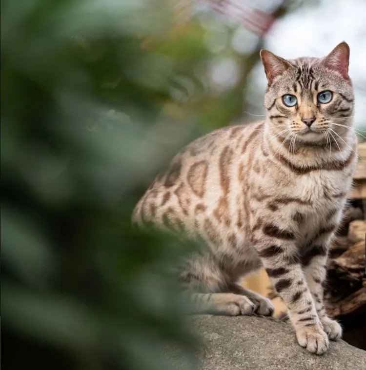 Animal, Beauty, Bengal Cat - Purebred Cat, Brown, Color Image