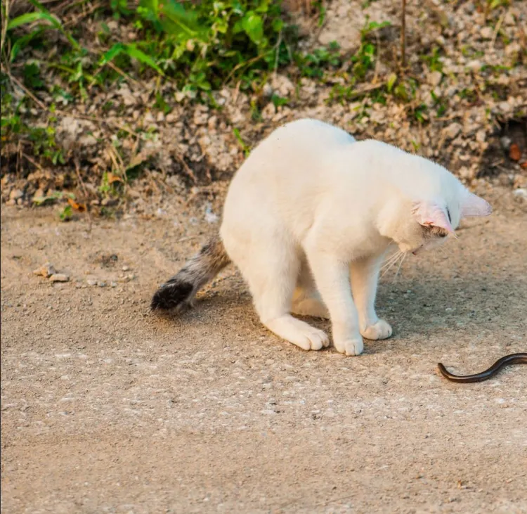 Domestic Cat, Worm, Snake, Animal, Animal Body Part