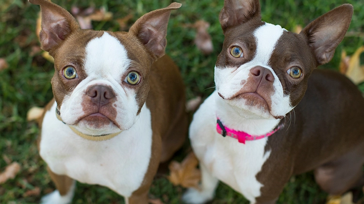 Dogs, Brown , Two