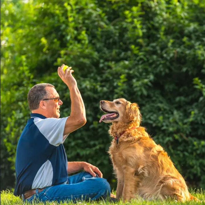 Retrieving, Playing, Dog, Sports Ball, Throwing