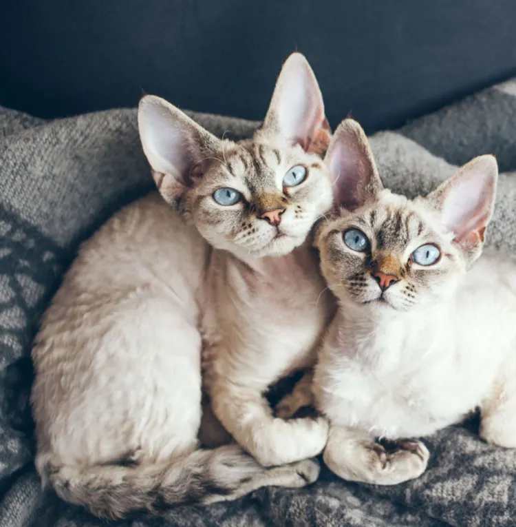 Devon Rex Cat, Kitten, Domestic Cat, Domestic Life, Home Interior