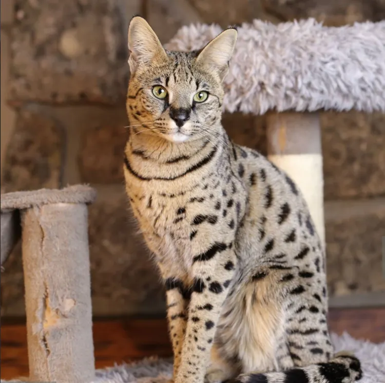 Savannah Cat, Domestic Cat, Undomesticated Cat, Domestic Animals, Savannah