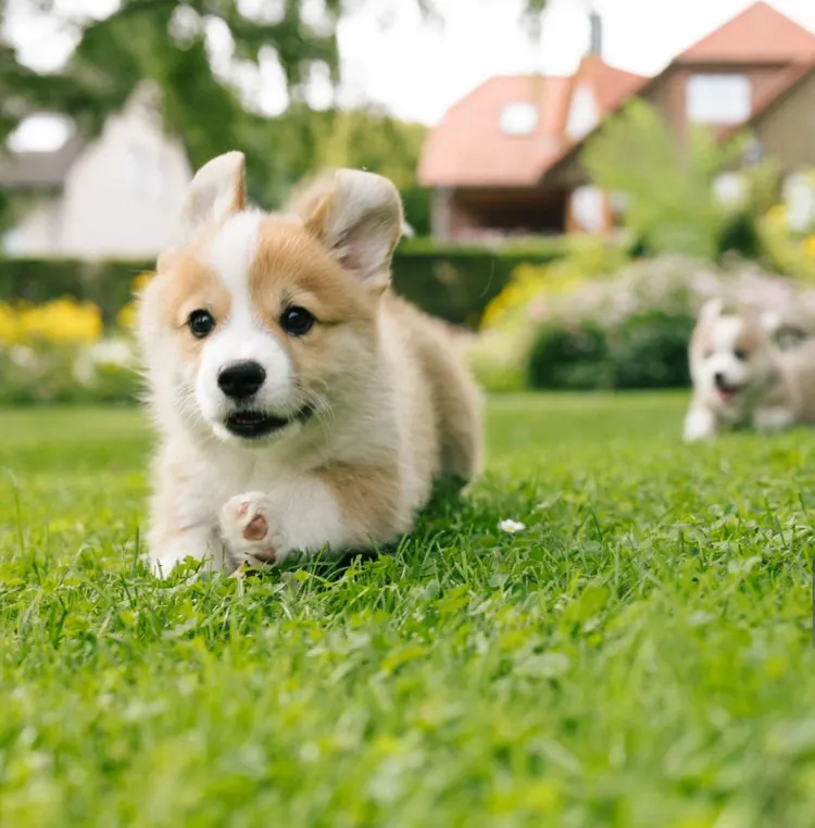 Puppy, Young Animal, Dog, Group Of Animals, Happiness