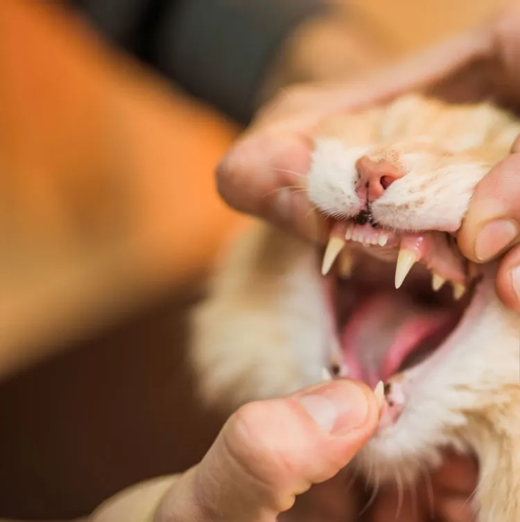 Domestic Cat, Teeth, Illness, Dental Health, Veterinarian