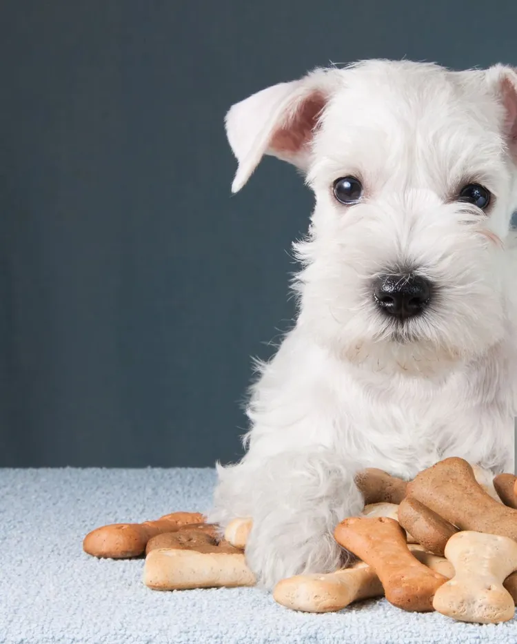 Dog, Snack, Puppy, Dog Biscuit, Eating