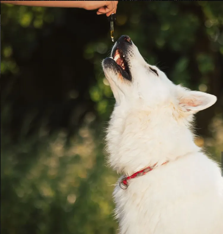 Backgrounds, Alternative Therapy, Animal, Anxiety, Canine - Animal