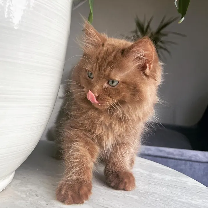 cat , brown, table