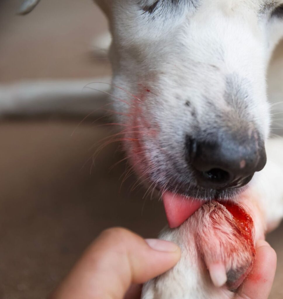 Dog, Paw, Licking, Physical Injury, Wound