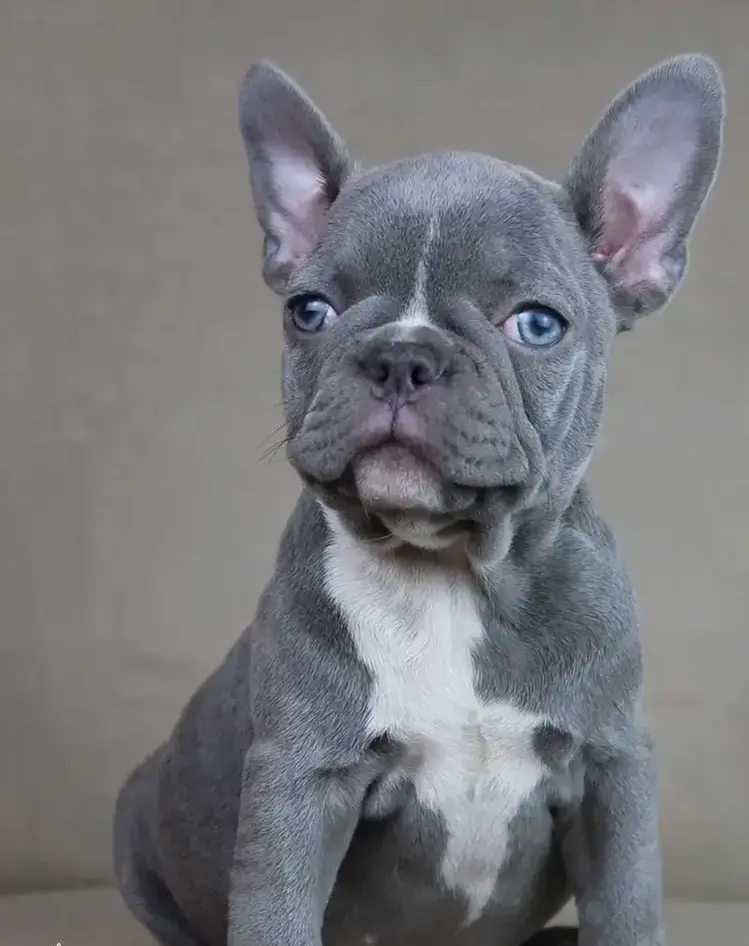 lilac-french-bulldog-tomkings-puppies