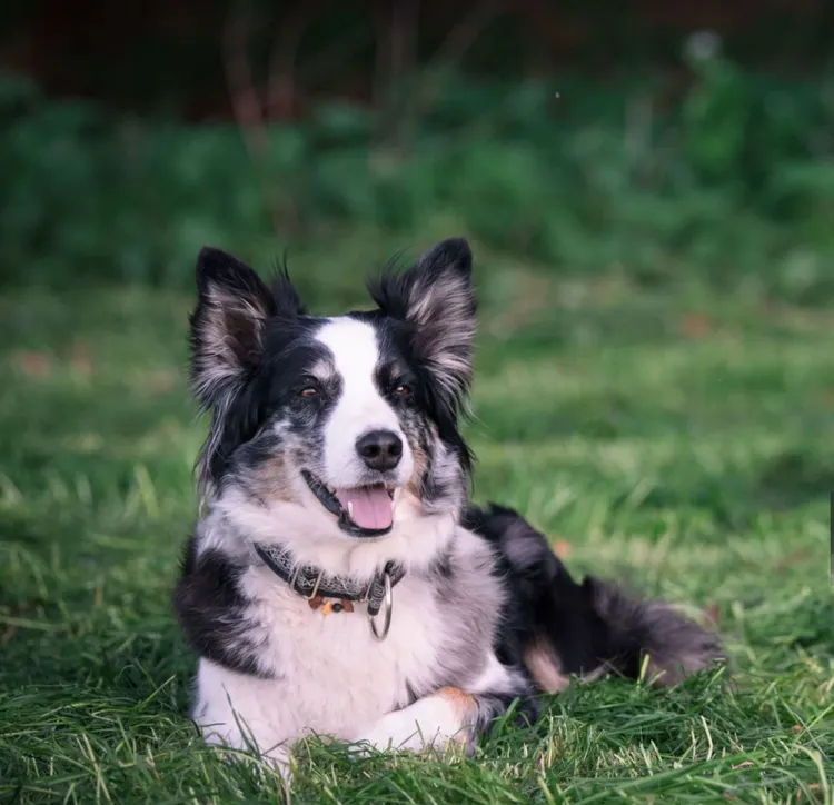 Animal, Canine - Animal, Cheerful, Cute, Dog