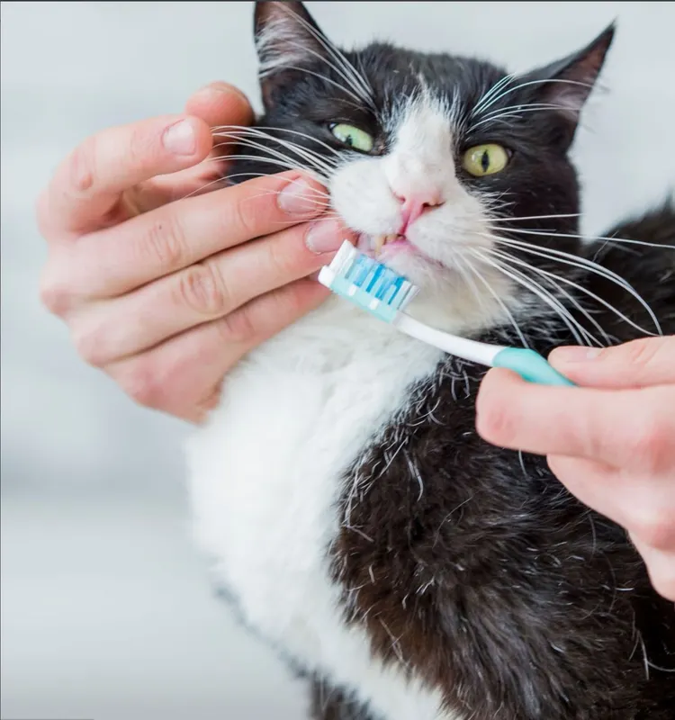 Domestic Cat, Teeth, Pets, Brushing Teeth, Toothbrush