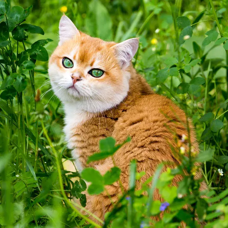 cat, British, Shorthair, Orange