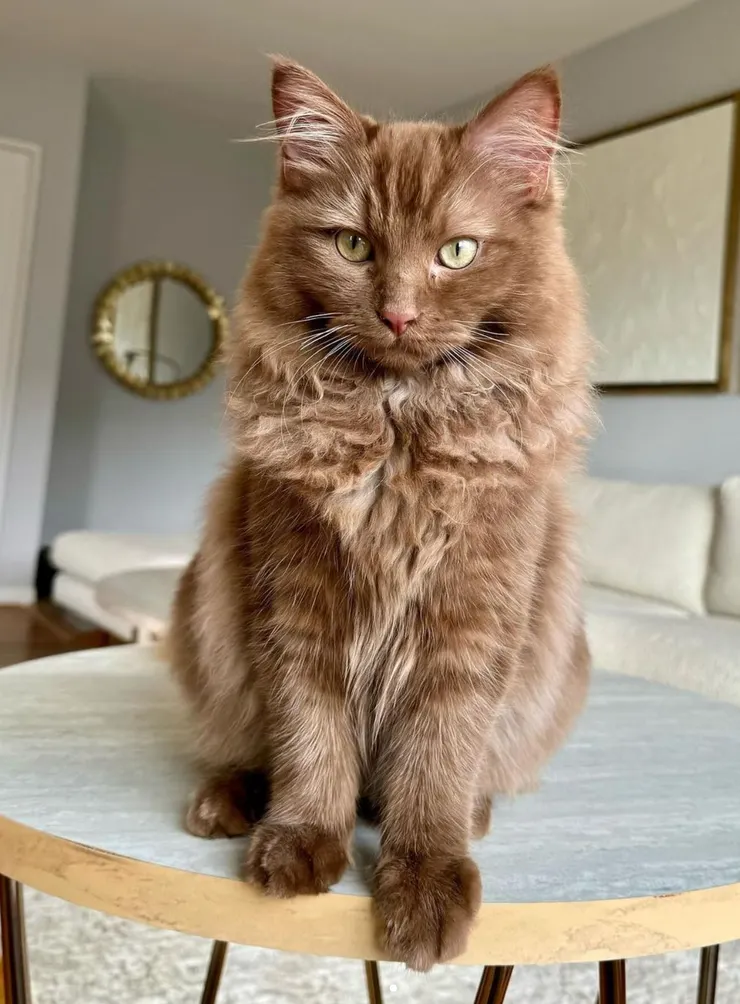 cat, brown, table