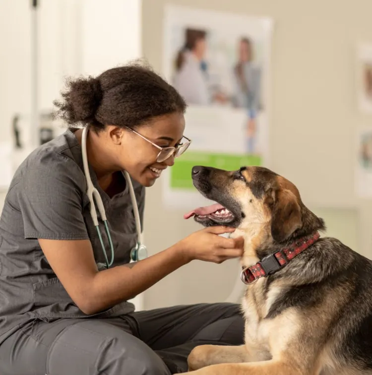 Veterinarian, Dog, Animal, Healthcare And Medicine, African Ethnicity