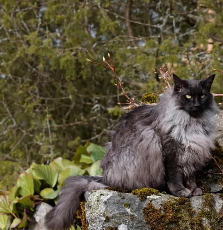 Norwegian Forest Cat, Animal, Animal Body Part, Animal Eye, Animals Hunting