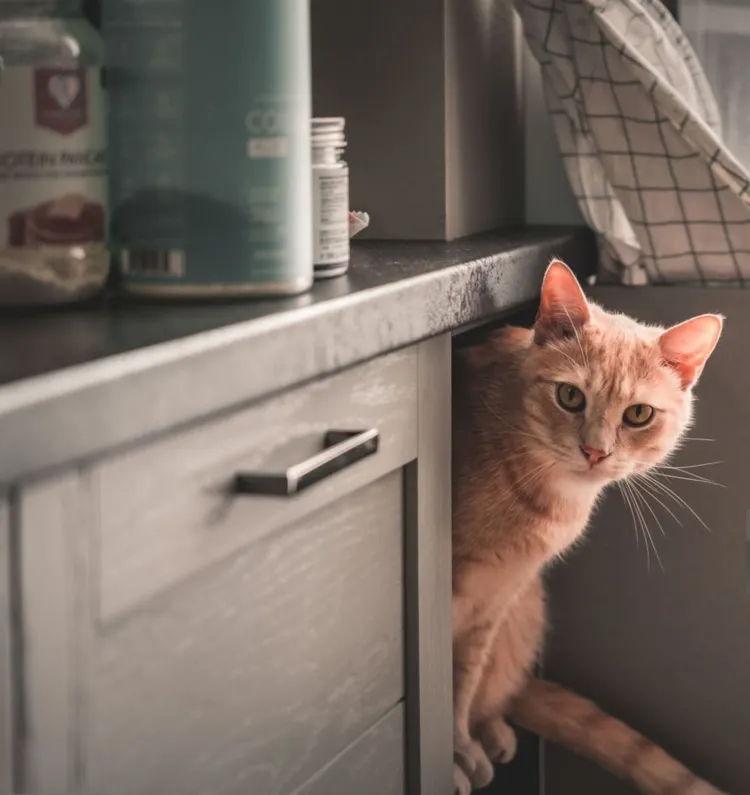 Domestic Cat, Cabinet, Kitchen, Ginger Cat, Animal