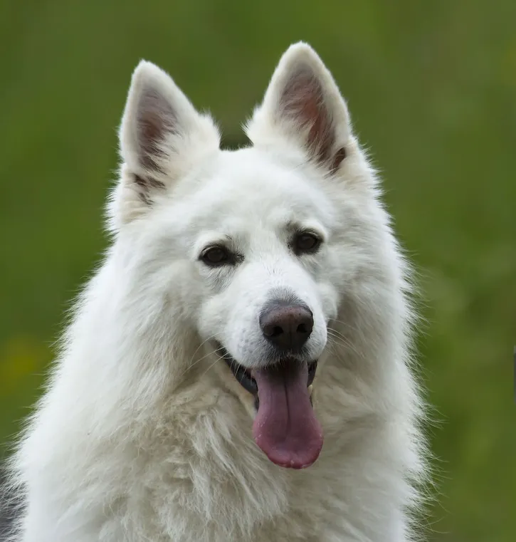 White Color, German Shepherd, Animal, Animal Body Part, Animal Hair