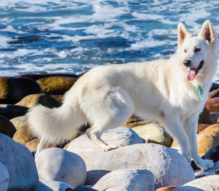 German Shepherd, White Color, Animal, Beach, Boulder - Rock