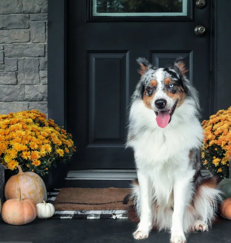 Chrysanthemum, Front Porch, Autumn, Dog, Beauty