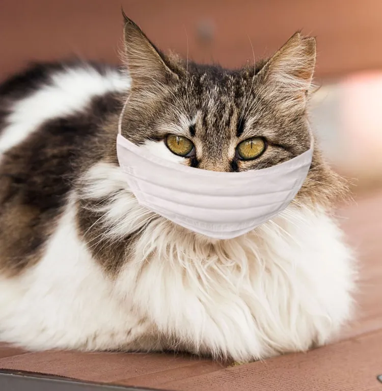 Domestic Cat, Sneezing, Pneumonitis, Respirator Mask, Single-Use