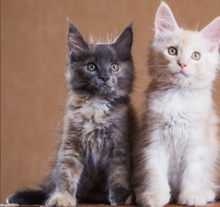 Domestic Cat, Three Animals, Maine, Kitten, Gray Color